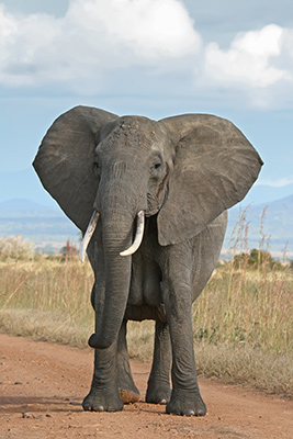 African_Bush_Elephant-M.Karim