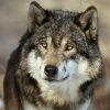 CAP Loup : 100 loups tués pour rien