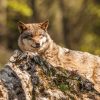 Loup solitaire dans le Gard : une traque inutile !