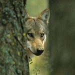La chasse des loups dans le cœur des Parcs Nationaux serait une déclaration de guerre faite à la nature