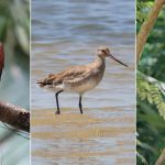Suspension de la chasse pour 3 oiseaux des Antilles !