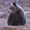 Les Français comme les Pyrénéens attendent des lâchers d'ourses en Béarn ! Un nouveau sondage le confirme