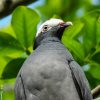 Les actions de l’ASFA et de l’ASPAS couronnées de succès : nouvelle victoire en faveur d’une espèce menacée aux Antilles