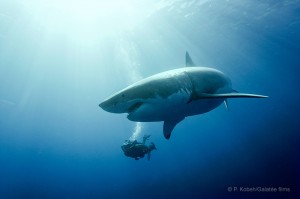 Pascal-Kobeh-Grand-requin-blanc-