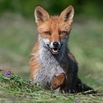 Abattage de 1430 renards en Seine-Maritime : annulation totale de l'arrêté !