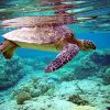 Mayotte : prison ferme pour les braconniers de tortues