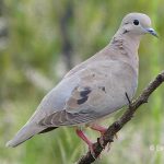 Suspension de la chasse pour des oiseaux menacés en Martinique !