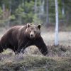 Le Conseil d’Etat annule les autorisations d’effaroucher les ours dans les Pyrénées