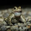 Vive les amphibiens !   Le nouveau guide de l’ASPAS pour mieux les connaître et les protéger