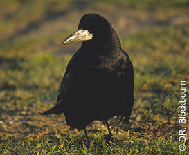 corbeau-freux-Blackbourn