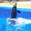 Annulation de l'arrêté delphinarium : les ONG en appellent au ministre Nicolas Hulot