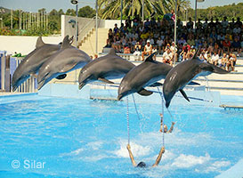 dauphins-captivite