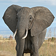 elephant-110