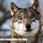 80 % des Français sont favorables aux loups alors que l'État les massacre