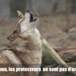 Mesures anti-loup : non, les protecteurs de la nature ne sont pas daccord !