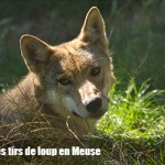 La justice stoppe les tirs de loup en Meuse