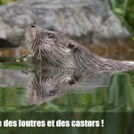 L’ASPAS réveille les préfectures : Stop au piégeage des loutres et des castors