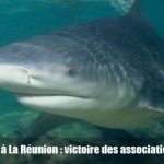 Chasse aux requins à la Réunion : Victoire juridique des associations