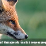 Ch'tis fox days, le retour ! Massacres de renards à nouveau programmés