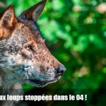 Victoire : battues aux loups stoppées dans les Alpes de Haute-Provence