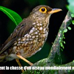L'ASFA et l'ASPAS stoppent enfin la chasse en Guadeloupe   d’un oiseau mondialement menacé