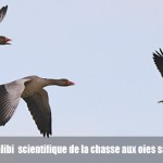 Victoire de l’ASPAS :  le Conseil d’État sanctionne l’alibi scientifique de la chasse des oies en février