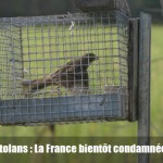 Braconnage des ortolans :  La France bientôt condamnée !