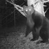Hautes-Pyrénées : à la demande des associations,  le Préfet renonce à l’effarouchement de l’ours Goiat