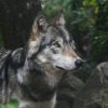 L'ASPAS fait suspendre les tirs de l'unique loup du Larzac