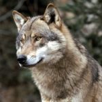Tirs de loups : les associations déposent un recours au Conseil d’Etat
