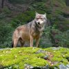 CAP Loup :  Non, les associations ne cautionnent pas les orientations de l’État dans le dossier loup