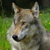 Drôme : la louve de Lus-la-Croix-Haute a été tuée illégalement