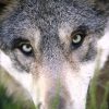 Savoie : 3 loups abattus illégalement