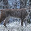 Ossements de lynx retrouvés dans le Jura : nos associations réclament une enquête