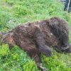 Nos associations porteront plainte et demandent le remplacement de l’ours abattu en Ariège