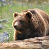 Sondage : les Français sont nettement favorables  au remplacement des ours tués par l’homme dans les Pyrénées