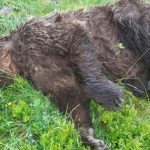 Ours tué par balles en Ariège : un an déjà, zéro condamnation et zéro réparation