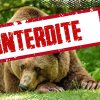 La préfecture interdit la Marche blanche pour l’ours tué par balles