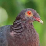 La justice annule la chasse de 3 oiseaux menacés dans les Antilles !