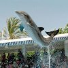 Marineland d'Antibes : mort d'un cinquième dauphin