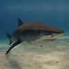 Pêche aux requins à La Réunion : les associations arrêtent le massacre !