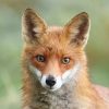 Plus de 400 000 Français ont signé pour la protection des renards !