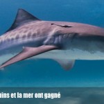Réunion : Les requins et la mer ont gagné face aux décisions hâtives de l’administration