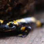 Salamandre tachetée (© Vincent Amaridon)