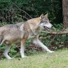 Tirs de loups en Charente-Maritime :  l’ASPAS dénonce le grand n'importe quoi