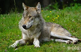 wolf-1482479